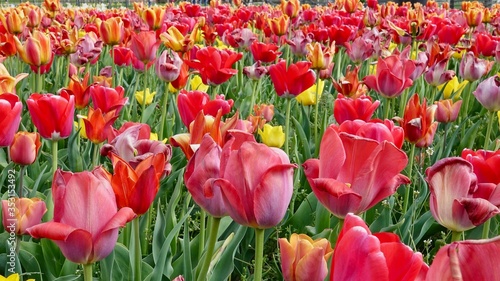 Blühende Tulpen, Tulpenfeld