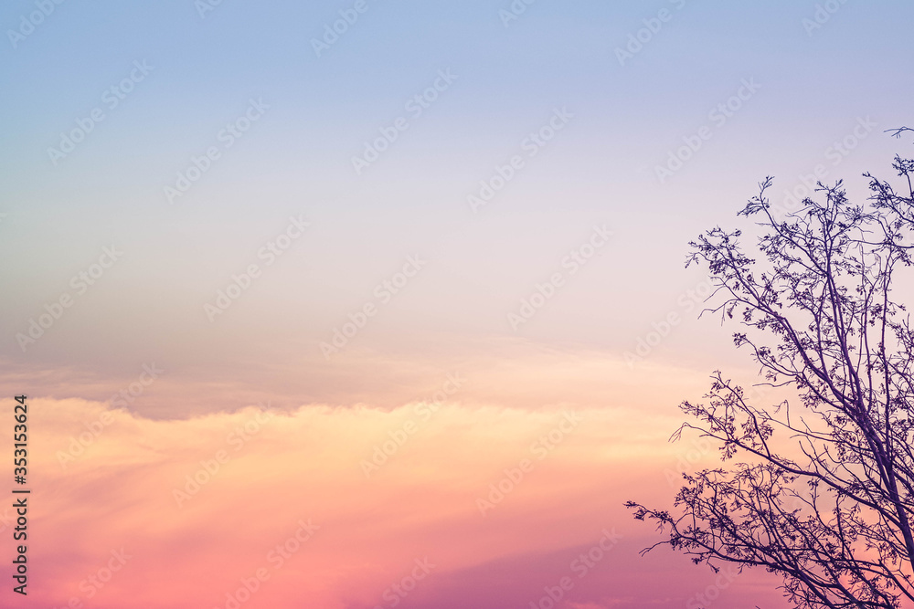 Dry tree of branch nature over orange pink color sky sunset twilight evening time beautiful background. Dry tree of branch nature over orange pink color sky sunset twilight evening time beautiful background.