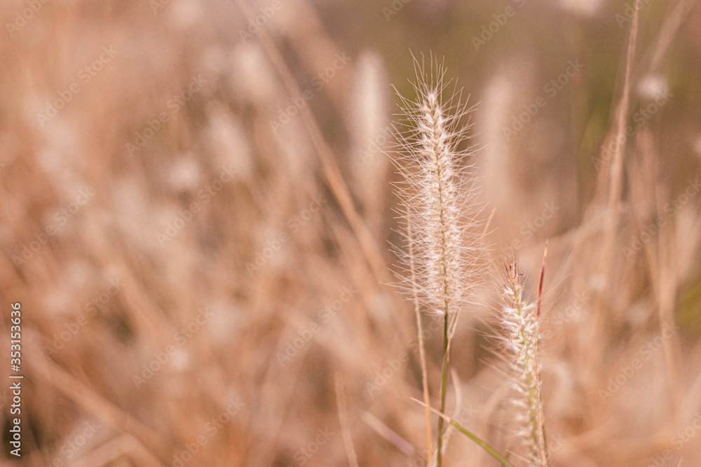 Grass flower, close up soft focus a little wild flowers grass in sunrise and sunset background warm vintage tone photo. Wild grass flowers field with vintage tone. Grass flower, close up soft focus a little wild flowers grass in sunrise and sunset background warm vintage tone photo. Wild grass flowers field with vintage tone.