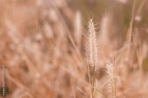 Grass flower  close up soft focus a little wild flowers grass in sunrise and sunset background warm vintage tone photo. Wild grass flowers field with vintage tone.