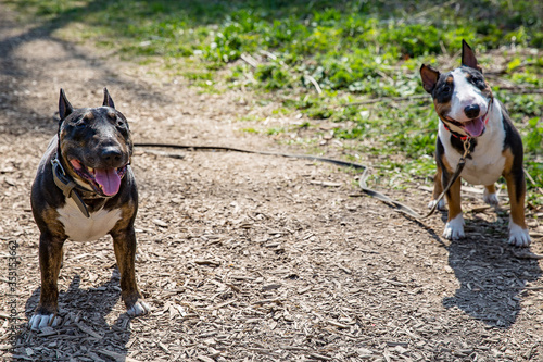 Canvas Print Two cute mini bull Terriers on a path in Sunny weather