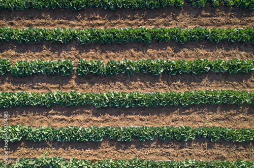 Cabbage plants in rows in a farm field, aerial view from drone.