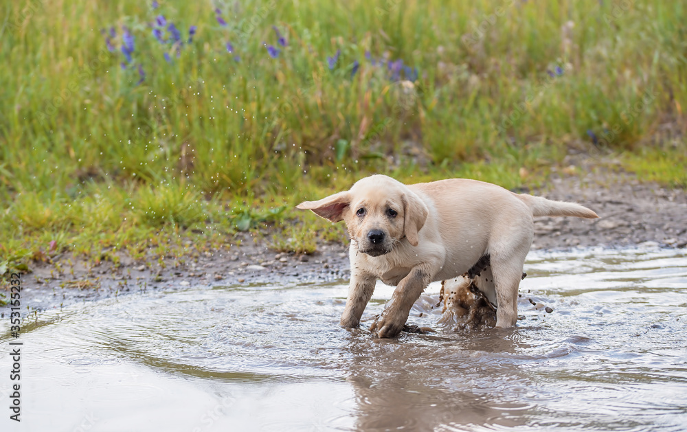 Labrador retriever dog play in the puddle Labrador retriever dog play in the puddle