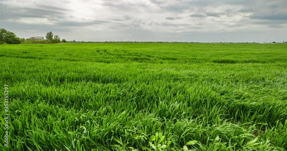 Rural summer landscape. Green field of wheat and blue sky on farm. Green meadow. Nature landscape wilderness 4k time lapse. Agriculture. Countryside outdoors, relaxation weather, space scenic.
Rural summer landscape. Green field of wheat and blue sky on farm. Green meadow. Nature landscape wilderness 4k time lapse. Agriculture. Countryside outdoors, relaxation weather, space scenic.