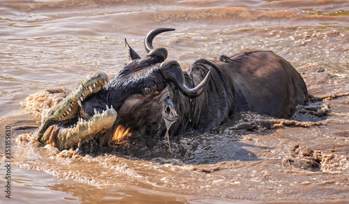 crocodile attacking wildebeest