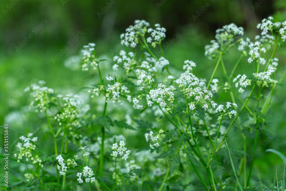 Anthriscus sylvestris, known as cow parsley, wild chervil, wild beaked parsley, or keck, is a herbaceous biennial or short-lived perennial plant in the family Apiaceae Anthriscus sylvestris, known as cow parsley, wild chervil, wild beaked parsley, or keck, is a herbaceous biennial or short-lived perennial plant in the family Apiaceae