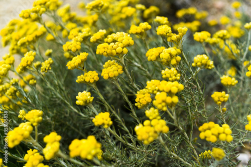 Helichrysum stoechas blooming in a field springtime. photo