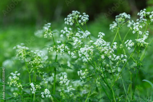 Anthriscus sylvestris, known as cow parsley, wild chervil, wild beaked parsley, or keck, is a herbaceous biennial or short-lived perennial plant in the family Apiaceae