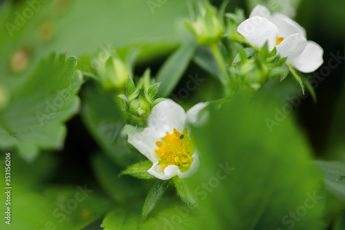 Blooming strawberry plant in the garden