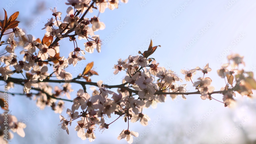 flowering branches of plums or cherries in spring. flowering branches of plums or cherries in spring.