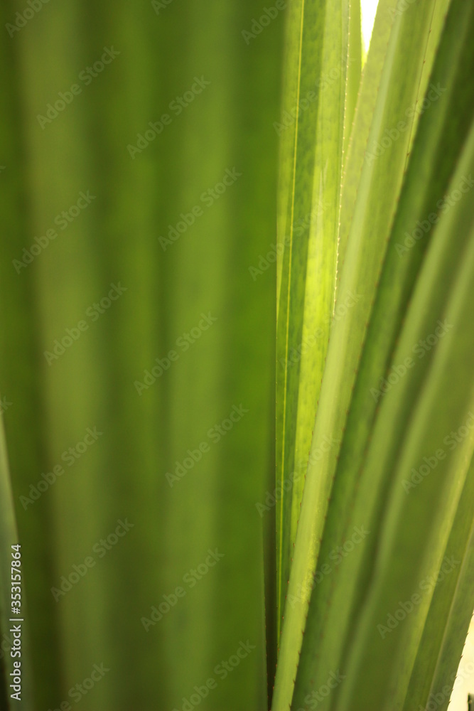 pflanze, baum, Blatt, Nahaufnahme, Natur pflanze, baum, Blatt, Nahaufnahme, Natur