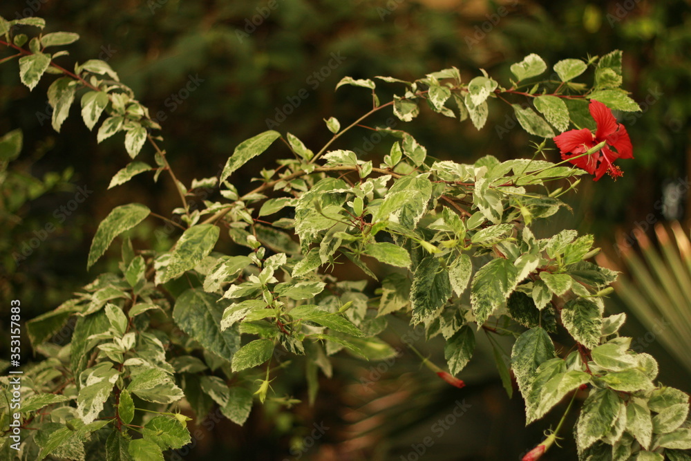 pflanze, baum, Blatt, Nahaufnahme, Natur pflanze, baum, Blatt, Nahaufnahme, Natur