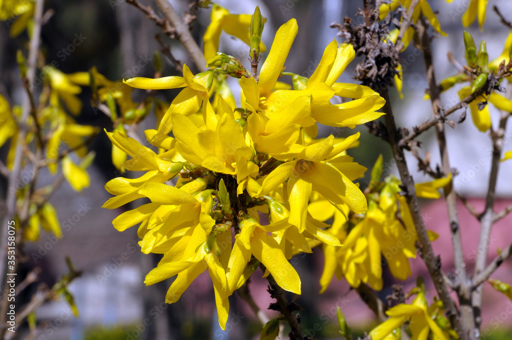 yellow Forsythia flowers on a spring bush in the garden yellow Forsythia flowers on a spring bush in the garden