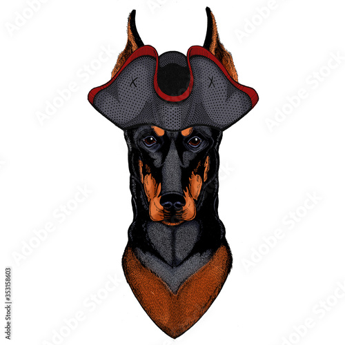 Dog, doberman. Portait of animal. Cocked hat.