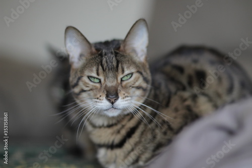 Fototapeta Naklejka Na Ścianę i Meble -  close up of a Bengal cat