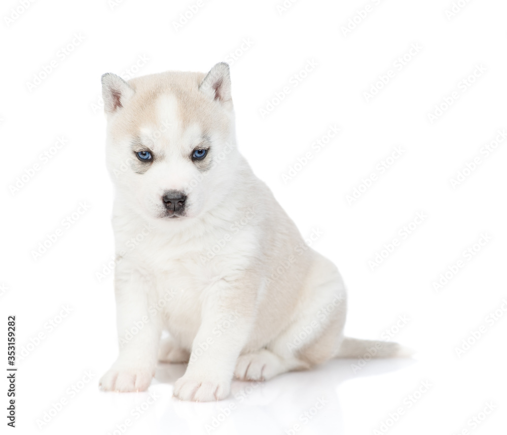 White puppy of husky breed lies and looks at the camera. Isolated on a white background