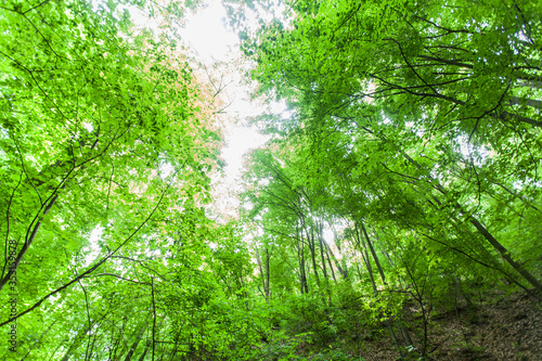 Spring green forest   view up  beautiful nature landscape.