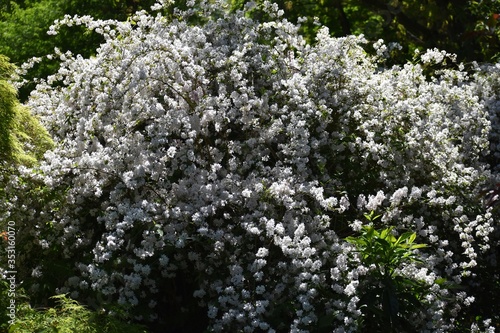 
Deutzia scabra or Fuzzy Deutzia, ornamental shrub with beautiful white flowers in the park. photo