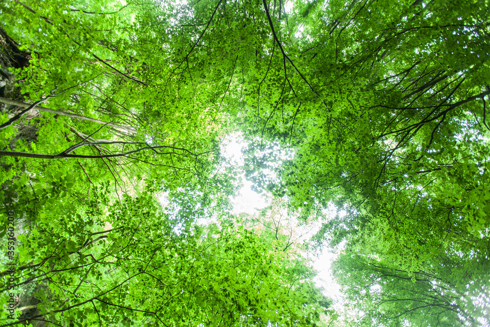 Spring green forest , view up, beautiful nature landscape. Spring green forest , view up, beautiful nature landscape.