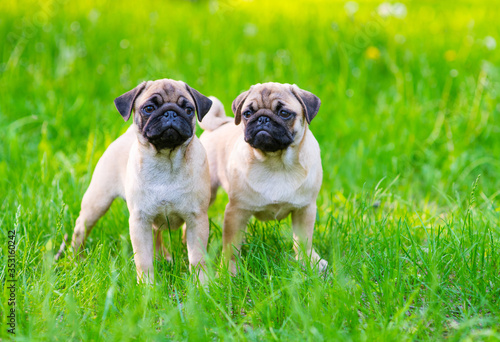 Two pug puppies stand in the park on green grass and look in different directions