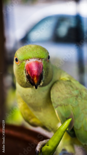 Indian rose ringed parakeet also known as Indian Parrot. Parrot eating red chillies photo