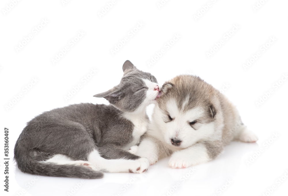 A little puppy of a Malamute breed dog lies next to a gray-white kitten that licks the puppy's ear. Isolated on a white background