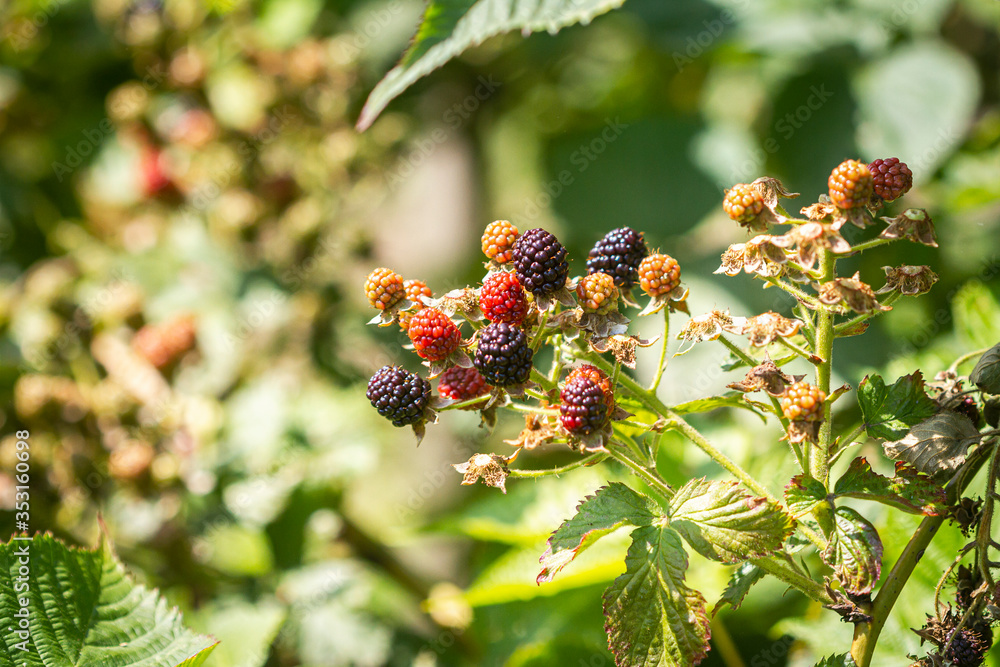 Blackberries growing and ripening on the twig. Blackberries growing and ripening on the twig.