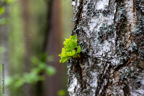 Fototapeta Naklejka Na Ścianę i Meble -  Wiosna na Podlasiu. Puszcza Knyszyńska, Podlasie, Polska