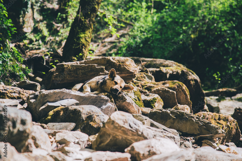 Dog in the woods on the stones Dog in the woods on the stones