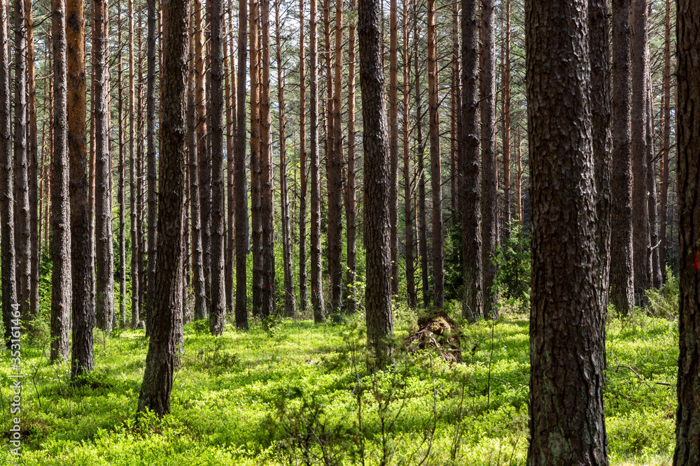 Wiosna na Podlasiu. Puszcza Knyszyńska, Podlasie, Polska Wiosna na Podlasiu. Puszcza Knyszyńska, Podlasie, Polska