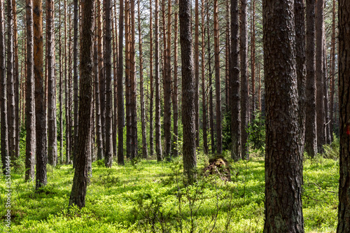 Fototapeta Naklejka Na Ścianę i Meble -  Wiosna na Podlasiu. Puszcza Knyszyńska, Podlasie, Polska