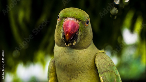 Indian rose ringed parakeet also known as Indian Parrot. Parrot eating red chillies photo