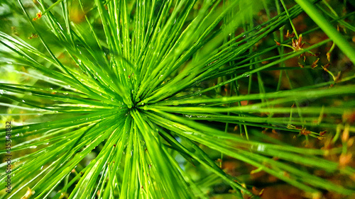 green plant with water drops 