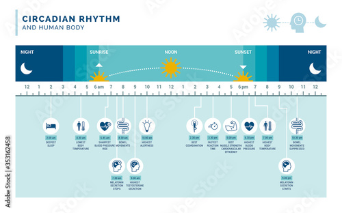 Circadian rhythm and sleep-wake cycle