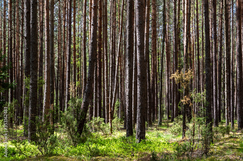 Fototapeta Naklejka Na Ścianę i Meble -  Wiosna na Podlasiu. Puszcza Knyszyńska, Podlasie, Polska