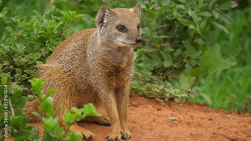Mongoose sitting flat on dirt ground grooms itself and looks around for danger vigilantly photo