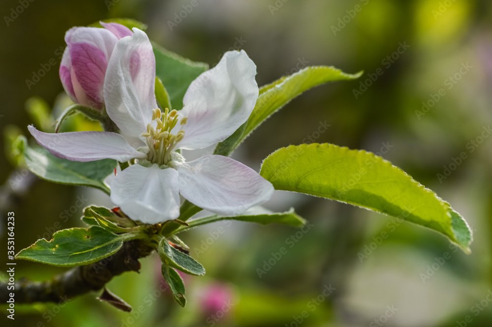 Obraz premium Beautiful Buds and Apple Blossoms in springtime macro view