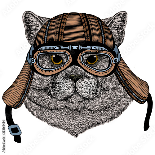 British shorthair cat. Scottish fold. Cute kitten. Motorcycle helmet.