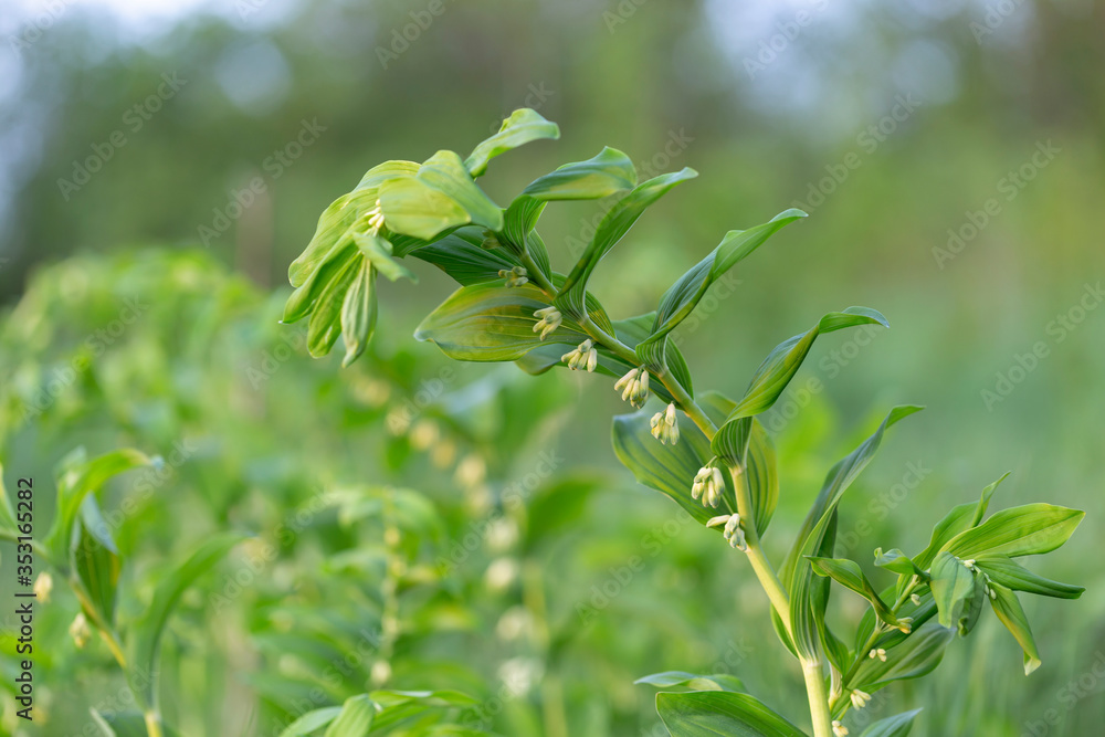 Polygonatum multiflorum, the Solomon's seal, David's harp, ladder-to-heaven or Eurasian Solomon's seal, is a species of flowering plant in the family Asparagaceae Polygonatum multiflorum, the Solomon's seal, David's harp, ladder-to-heaven or Eurasian Solomon's seal, is a species of flowering plant in the family Asparagaceae