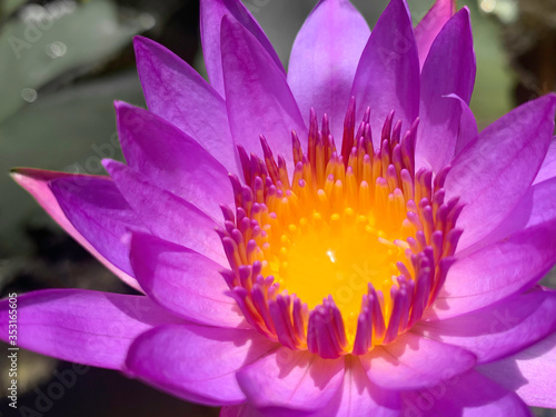 Closeup of purple water illy flower or lotus flower with yellow pollen in the pond. Selective focus  saturated image