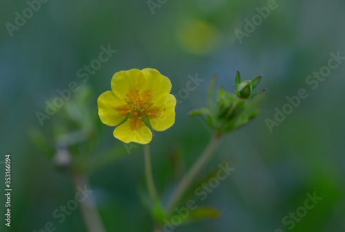 Potentilla erecta (syn. Tormentilla erecta, Potentilla laeta, Potentilla tormentilla,  or erect cinquefoil) is a herbaceous perennial plant belonging to the family Rosaceae.
 photo