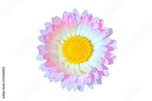 Single pink and blue daisy Bellis flower head isolated on white background ma...