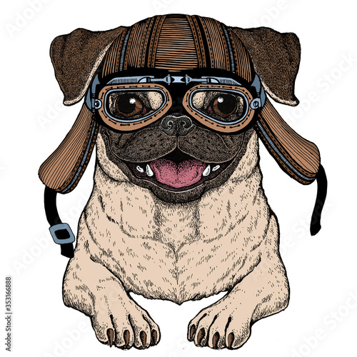 Pug. Cute animal portrait. Dog head. Motorcycle helmet.