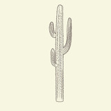 Wild saguaro cacti sketch. Hand drawn cactus isolated on light background.