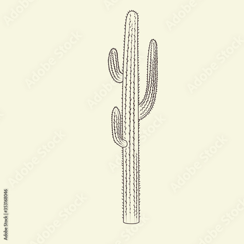 Wild saguaro cacti sketch. Hand drawn cactus isolated on light background.