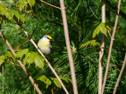 Brewster's Warbler on Tree Branch in Spring photo