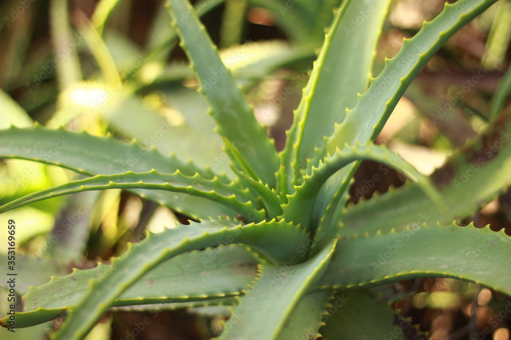 kaktus, botanik, plants, aloe vera kaktus, botanik, plants, aloe vera