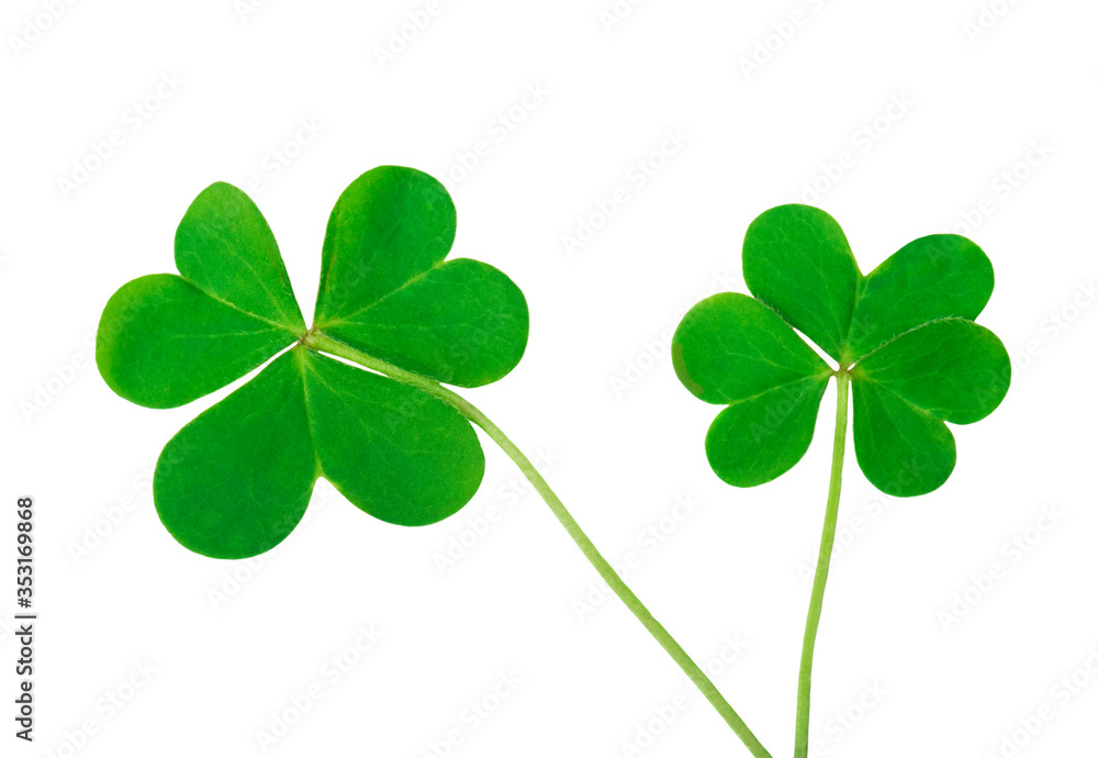 green clover symbol of a St Patrick day isolated on white background green clover symbol of a St Patrick day isolated on white background