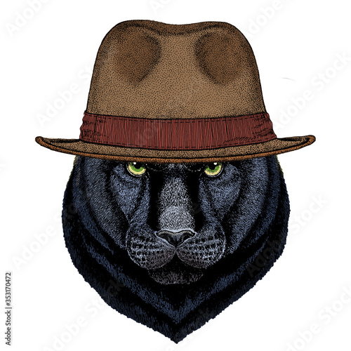 Black panther, puma. Head of animal. Wild cat portrait. Fedora classic hat.