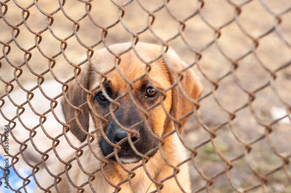 Little brown puppy behind bars.